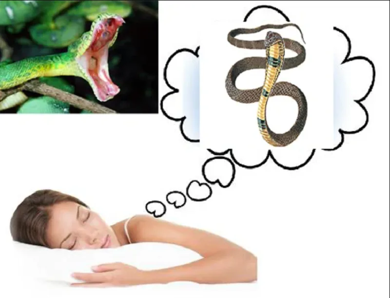 Nằm mơ thấy nhiều rắn theo từng trường hợp